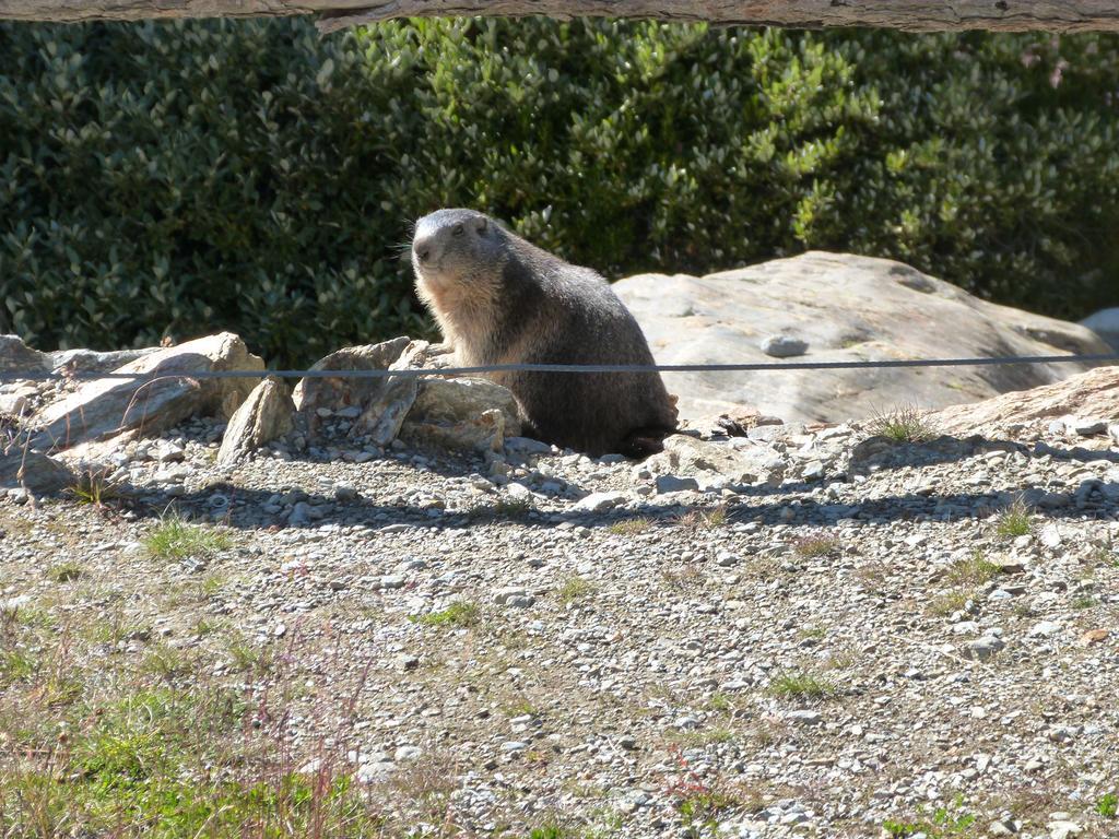 Haus Weideli, Dammstrasse 7 Villa Saas-Grund Eksteriør bilde